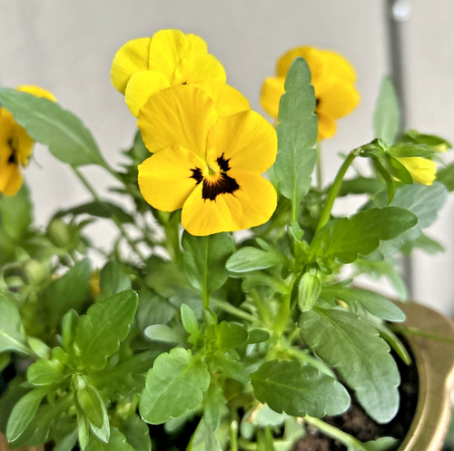 Semi viola gigante gialla - gialla, _