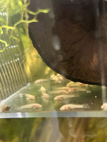 Ancistrus albino pesce - ancistrus,