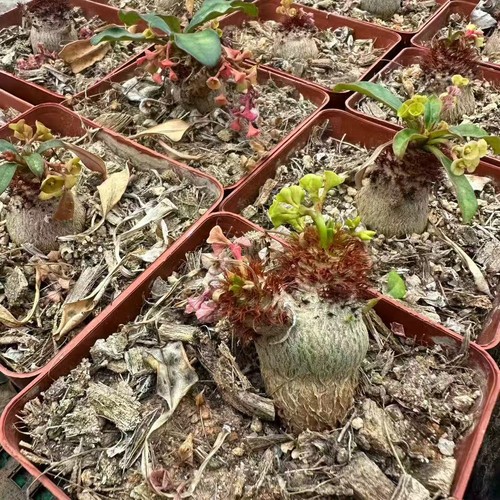 Euphorbia ramena bellissime - euphorbia,