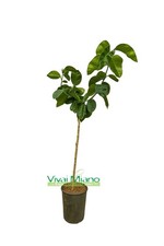 Pianta di Arancio Arcobal - Immagine reale