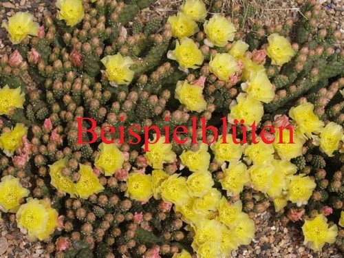 Opuntia fragilis francoforte - opuntia,
