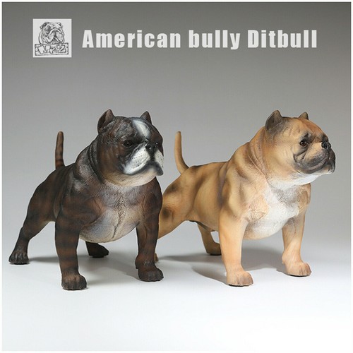 American bully pitbull - bully,