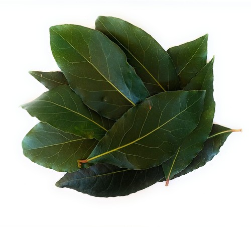 Foglie alloro laurus - alloro, "laurus