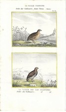 Stampa antica UCCELLI QUAGLIA