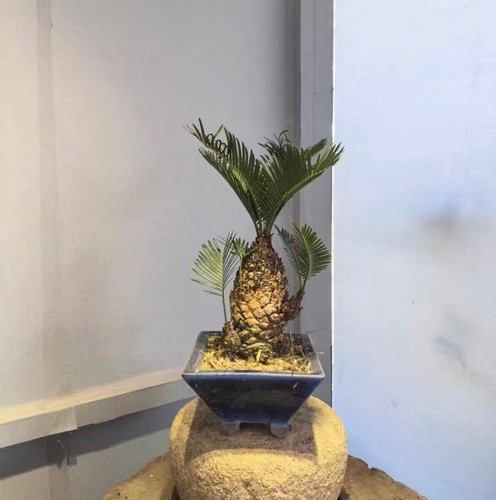 Cycas revoluta thunb giappone - cycas,