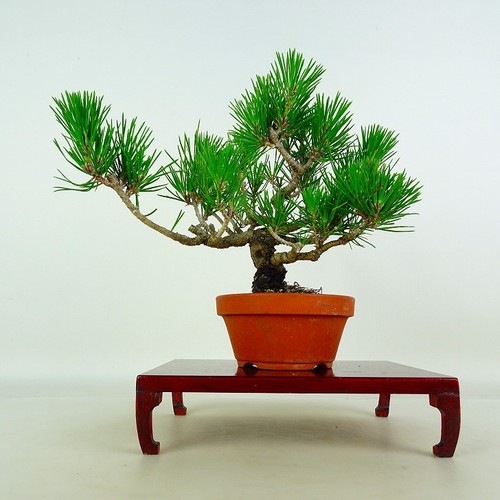 Pinus thunbergii vaso - thunbergii, bonsai