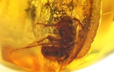 Ciondolo ambra baltica con