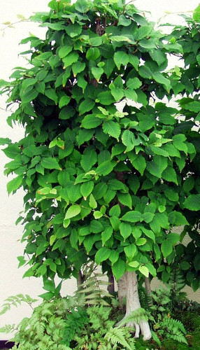 Olmo cinese ulmus parviflora - olmo,