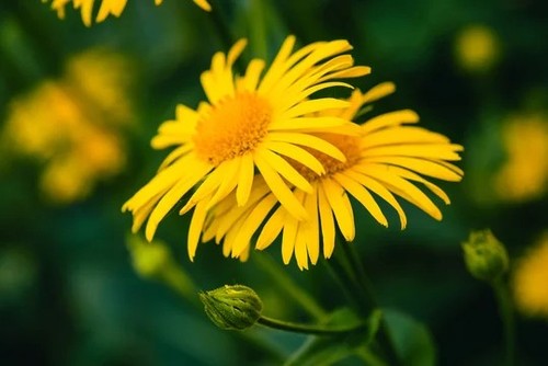 Pianta arnica montana - montana,