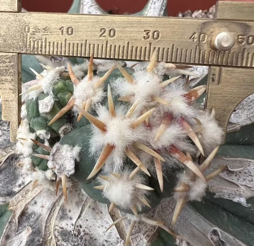 Echinocactus horizonthalo