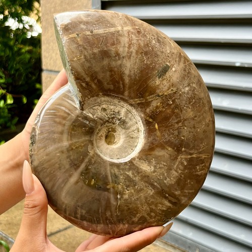 Esemplare fossile ammonite - fossile,