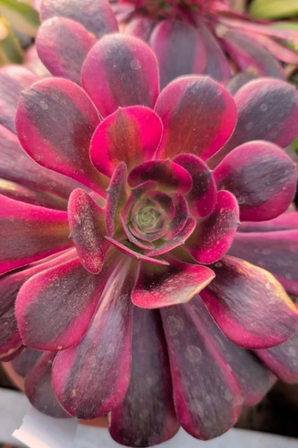 Pianta vera aeonium medusa - vera,