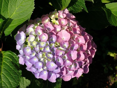Ortensia bouquet rose - rose,