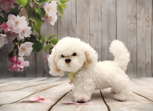Barboncino cane maltipoo teddy - maltipoo,