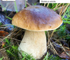XXL Funghi Coltivazione Mycelium Mycel Fungo Porcino Comune Boletus edulis 100g + Istruzioni