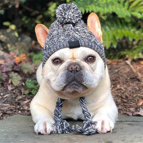 Cappello cane bulldog - bulldog, francese