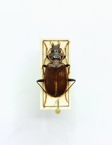 Entomology taxidermy - taxidermy,