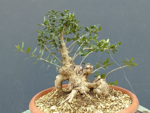 Pre bonsai olivastro 26x17cm - ,