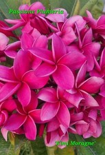 Talea di plumeria (Plumeria