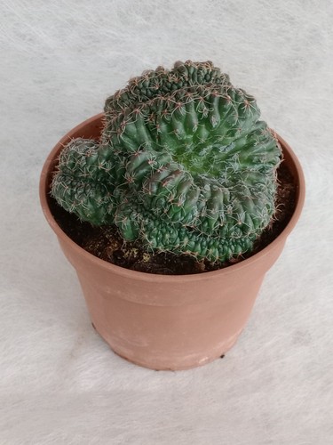 Gymnocalycium baldianum - gymnocalycium,