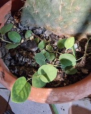  SEMI DI CAPPERO 300 Cappero Siciliano Espinosa