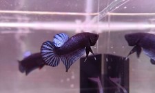 BETTA FIGHTER MALAY-THAI