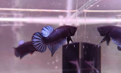 Betta fighter malay thai - betta, malay-thai
