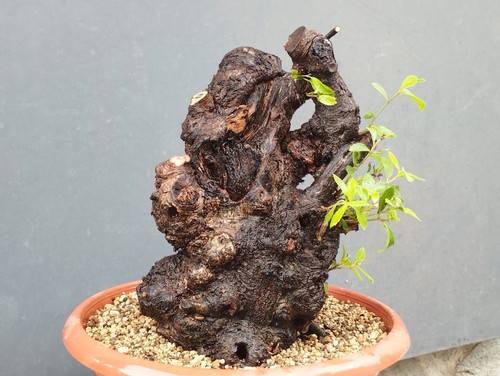 Bonsai leccio busta - bonsai,