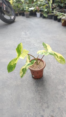 Quadro reale philodendron - quadro,