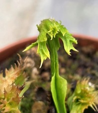 Dionea muscipula fauchard - muscipula,