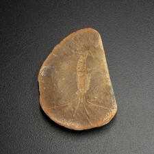 Belotelson magister fossil shrimp – Carboniferous Mazon Creek Illinois USA