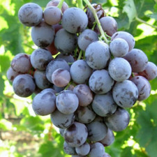 Vite uva tavola pianta in - vite,