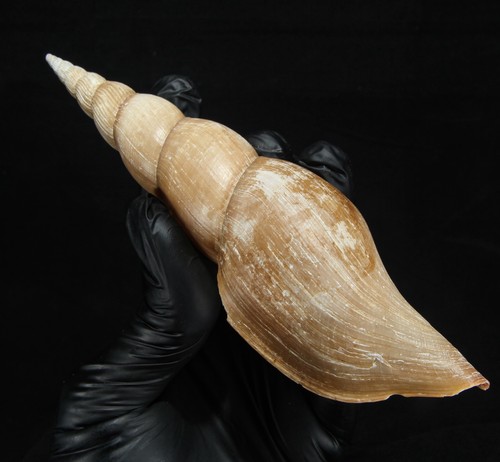 Seashell 134 calliotectum - seashell, #134