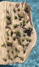 Fairy Garden Plants- Airplant