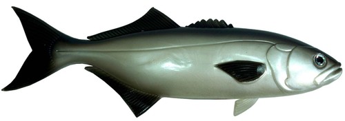 Esche almost alive esca - esche, pesce