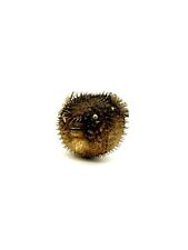 Pesce Palla Istrice Imbalsamato Tassidermia