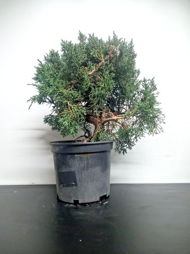 Bonsai ginepro kishu n1 - -,