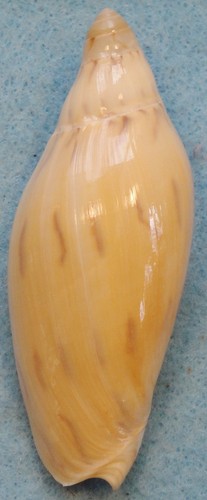 Amoria maculata 69mm capricorn - 69mm,