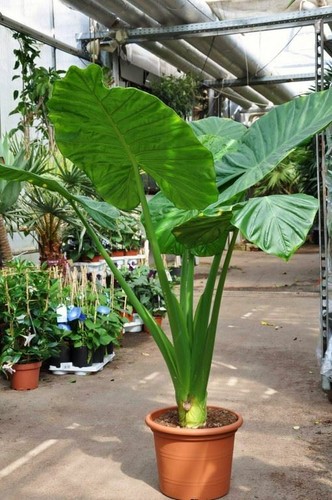 Alocasia calidora 24 tall - alocasia,