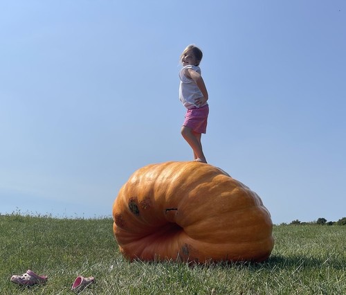Semi zucca gigante atlantic - zucca,