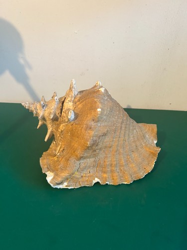 Grande conchiglia naturale