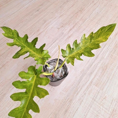 Philodendron bob cee variegata - bob,