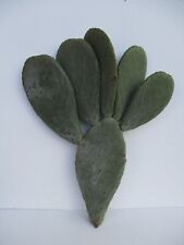 ALBERELLO FICODINDIA FICHI