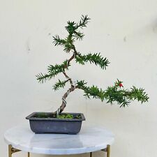 Bonsai di Tasso (41 cm)