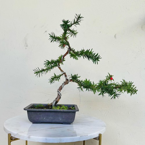 Bonsai tasso - bonsai, cm)