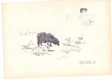 1898 Henry Moore studi sugli animali cane pecora mucca