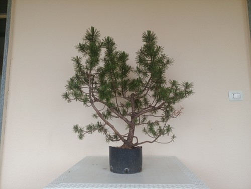 Bonsai pino bianco - pino,