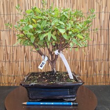 Bonsai azalea 32cm visita - azalea,