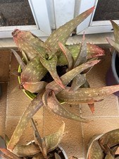 Aloe hybrid. Aloe saponaria