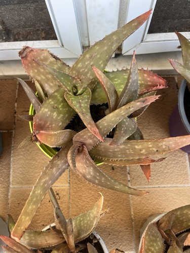 Aloe hybrid - aloe,